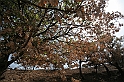 Dopo l_incendio (Su perrinau) -(IMG_1805)